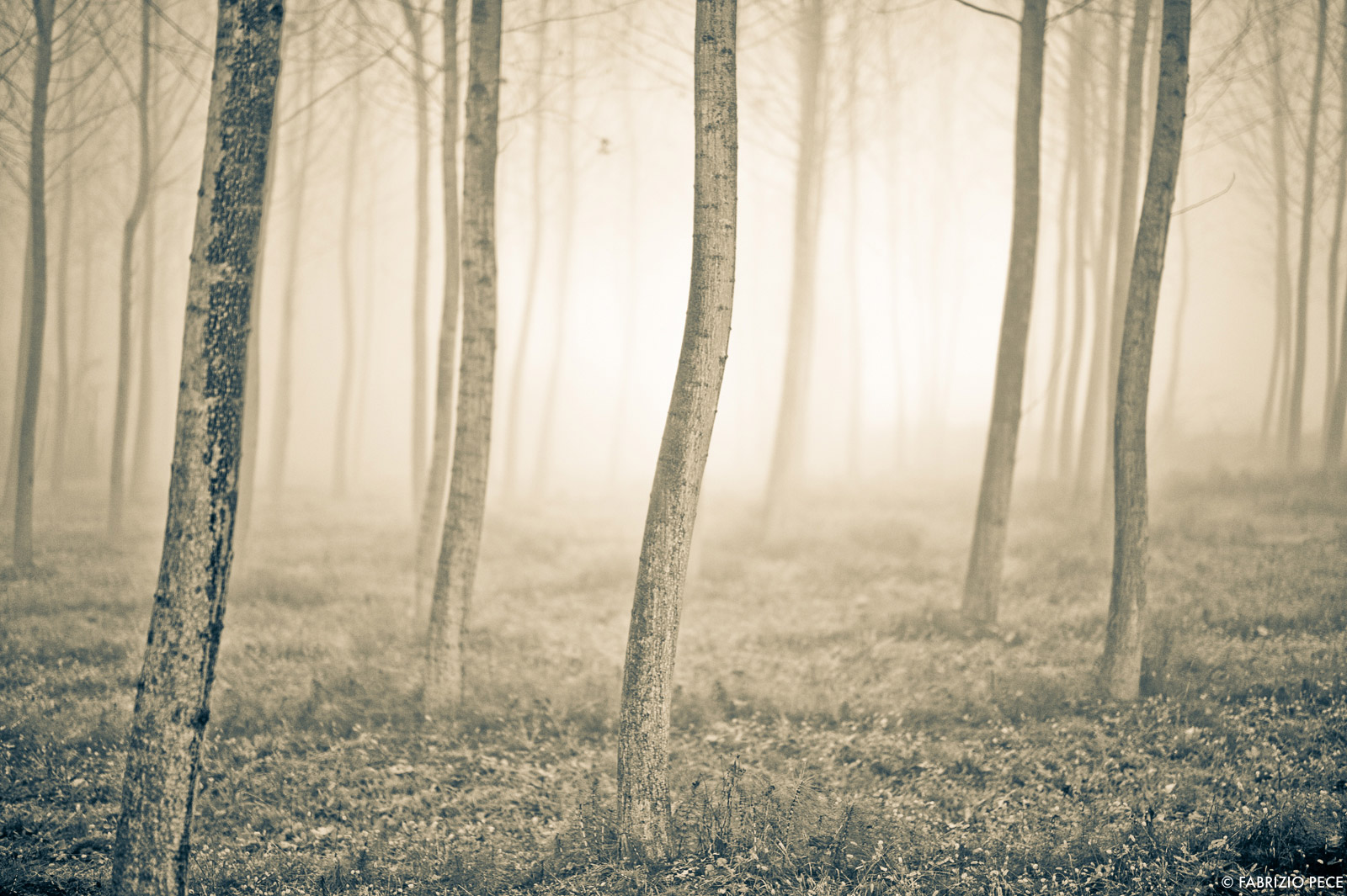 the magic world of the mist